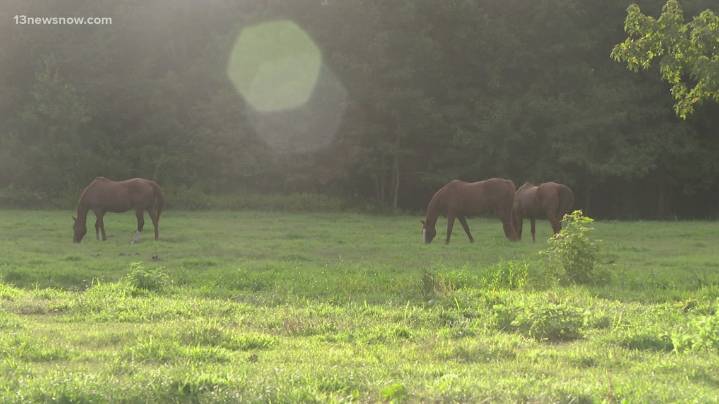Suffolk horse neglect case leads to hefty vet bills