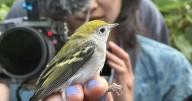 Skidmore Audubon Society attends international conference
