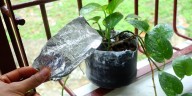Plantas en casa: para qué sirve colocar papel aluminio en las macetas