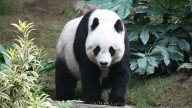 El multimillonario negocio de los osos pandas de China: los regalan a cambio de influencia en el mundo