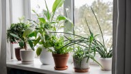 Make A Chic & Versatile Round Planter For Your Houseplants With A Super Affordable DIY