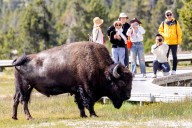 One Of The Greatest Threats To Animals In The National Parks Is Social Media