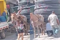 Indignación en Colombia por presunto maltrato animal: caballo arrastraba carreta sobrecargada