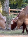 Heaven on Earth welcomes famous new resident