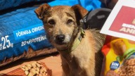 ¿Cuánto cuesta tener una mascota este 2025? Esto dice la Condusef