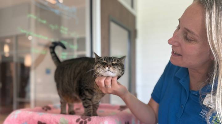 The Myth of the “Perfect Pet Parent”—Why Showing Up Is More Than Enough – NBC4 Washington