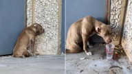Texas Pittie Unable To Walk Finds Rescuer And A Forever Home