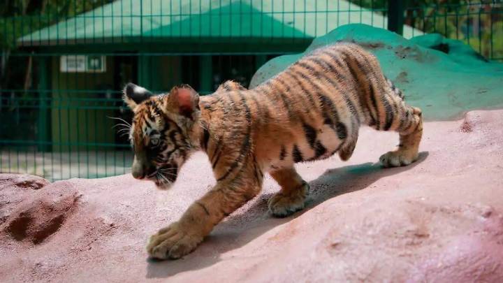 Hay más de 40 especies de gatos salvajes en el mundo: ¿Conoces todas?