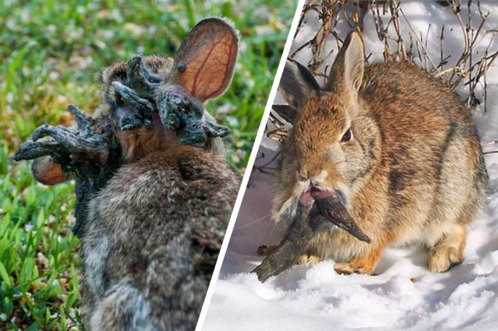 Virus creating mutant rabbits — like something out of ‘The Last of Us’ (Video)