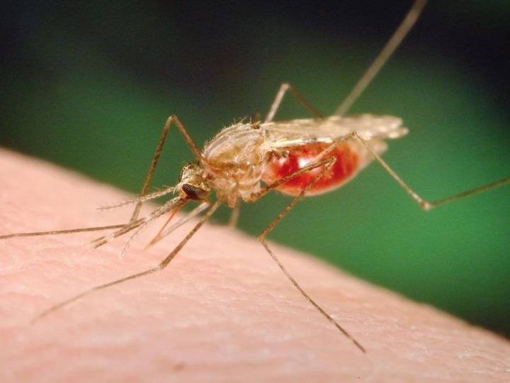 Two other mosquito traps test positive for West Nile in Chatham
