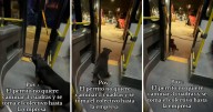 Perrito no quiere caminar y toma bus para regresar a su hogar: "Se bajó sin pagar pasaje"