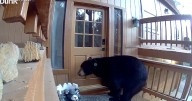 Hungry bear breaks into Pine Mountain Club home, raids kitchen
