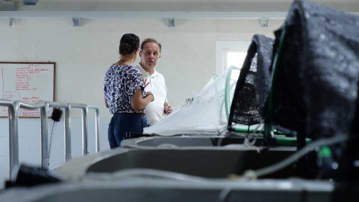 Región | La Región apuesta por 'el cultivo' de mújol: el IMIDA está desarrollando un proyecto para introducirlo en la acuicultura