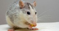 ¿Los ratones macho pueden cantar? Esto revelan los científicos