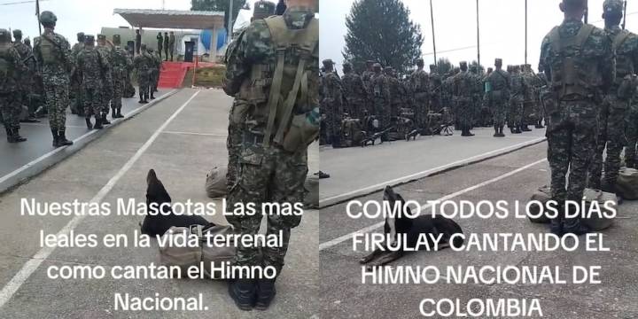 Video| Perrito criollo se hace viral por “cantar” el Himno Nacional junto a militares en formación: “Más afinado que los soldados” - Infobae