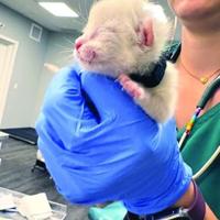 Newborn kittens found in Kelowna scrapyard