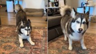 This Husky-Corgi Mix Is So Unusual, You Won’t Believe He’s Real