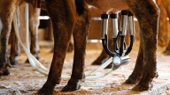 Leche cruda enferma a 21 personas en Florida, incluidos seis niños
