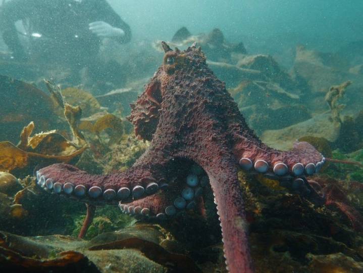 Giant Pacific octopus shoots video of itself