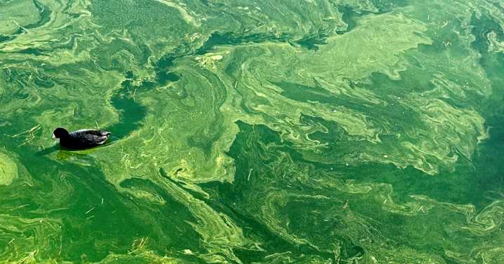 Harmful blue-green algae bloom reported at Lake Mohave