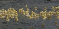 Raising money for a good cause with annual duck race