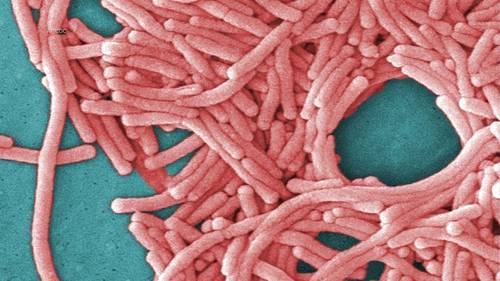 3 dead and at least 67 sick from growing Legionnaires' disease cluster in New York City