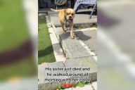 Hearts Break As Dog Keeps Sister's Collar Close All Day After Her Death