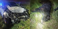 Car collides with bear in Princeville