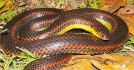 Florida wildlife officials want your help finding a snake so rare it hasn't been seen in years