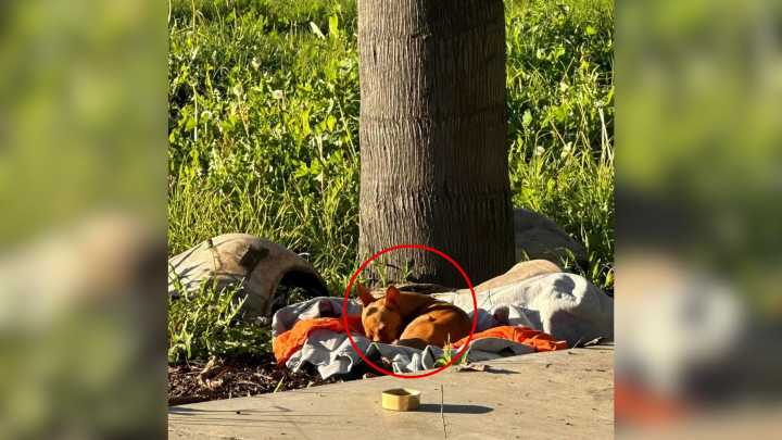 Little Stray Puppy Waits On A Blanket At A California Construction Site Hoping For A Home