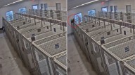 Texas Shelter Staff Shocked After Discovering How Dog Escaped Her Kennel