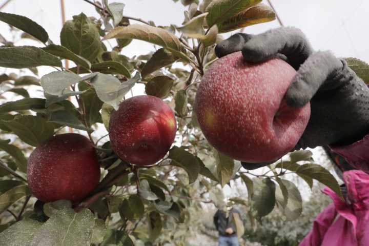 This apple knocked out an old favorite to be a Top 5 WA variety