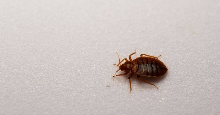 Bed bug alert as travellers urged to check sheets for three signs