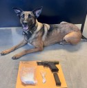 K9 sniffs out $149K stash and ghost gun during Plattekill stop