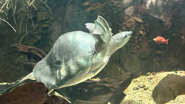LA Zoo offers rehab and protection for trafficked animals