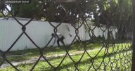 Miami-area man caught on video allegedly poisoning neighbor's cat, faces charges, police say