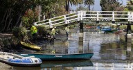 Venice dog deaths prompt public health warnings for canal waters