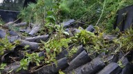 Reforestan Nicolás Romero con más de 17 mil árboles