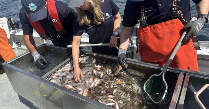 How ocean creatures tell us the complicated story of LA sewage treatment