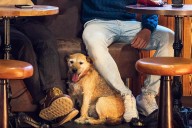 Woman Allegedly Asked to Leave Restaurant After Fellow Diner Complains That the Woman’s Dog Shed on Her Food