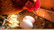 ¿Qué nació primero, el huevo o la gallina? , ChatGPT responde a la incógnita