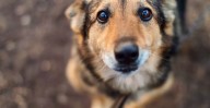 Miami-Dade County Animal Shelter Plagued by Roach Infestation