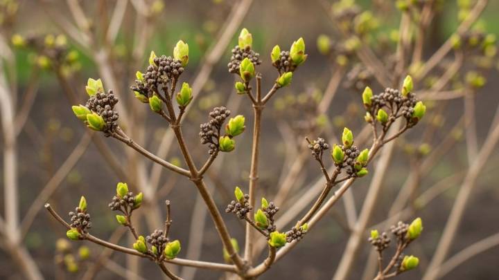 La planta que parece morir en septiembre, pero revive en octubre