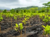 Punjab launches massive afforestation, eco-tourism drive under CM’s directives