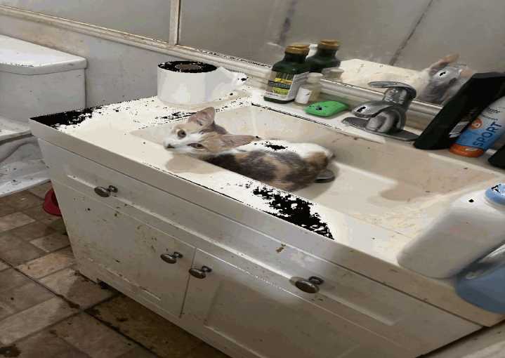 107 cats euthanized out of 125 rescued from a hoarder’s home in Southwest Florida 