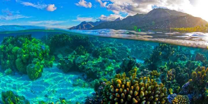 French Polynesia: A Diver's Paradise Beyond Overwater Bungalows