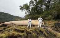 Sernapesca presenta querella criminal para esclarecer muerte de ballena sei en Aysén