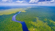 Los árboles enfrían más el clima en los trópicos que en el resto del planeta