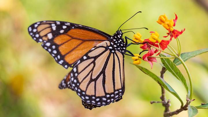 5 Types of Butterflies Brightening Lives Around the World