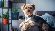 A tu perro le encanta ver la tele, pero su personalidad revela sus preferencias